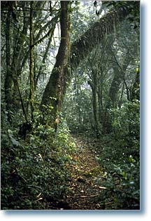 Bosque Cachil