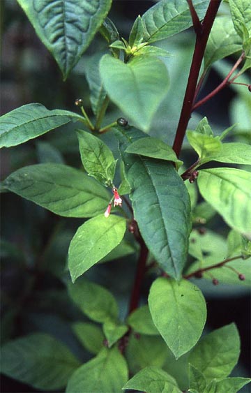 F. encliandra ssp. tetradactyla