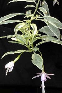 F. magellanica var. alba variegata