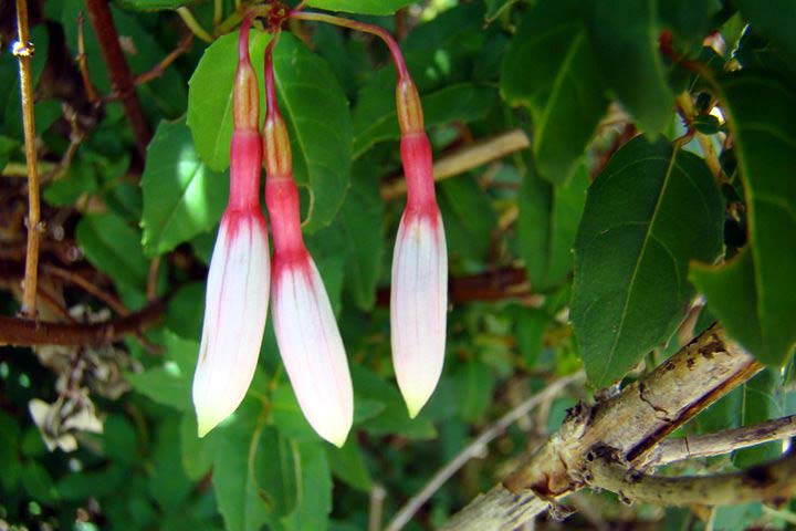 F. magellanica var. eburnea
