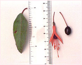 F. regia ssp. serrae 