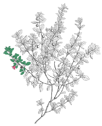 F. thymifolia