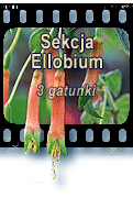 Sekcja Ellobium
