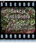 Sekcja Encliandra