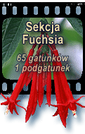 Sekcja Fuchsia