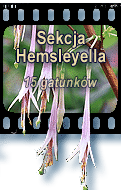 Sekcja Hemsleyella