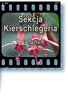 Sekcja Kierschlegeria