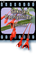 Sekcja Pachyrrhiza
