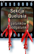 Sekcja Quelusia