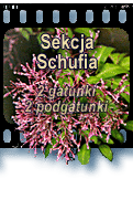 Sekcja Schufia